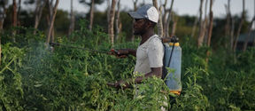 Man spraying tomato fieds