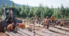 People chopping trees and moving them with a tractor