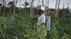 Man spraying tomato fieds